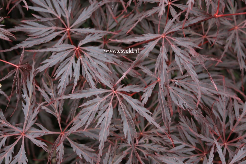 Acer palmatum 'Firecracker'