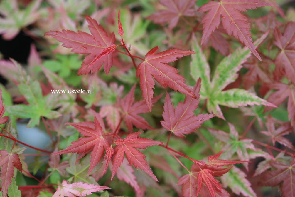 Acer palmatum 'Johnnie's Pink'