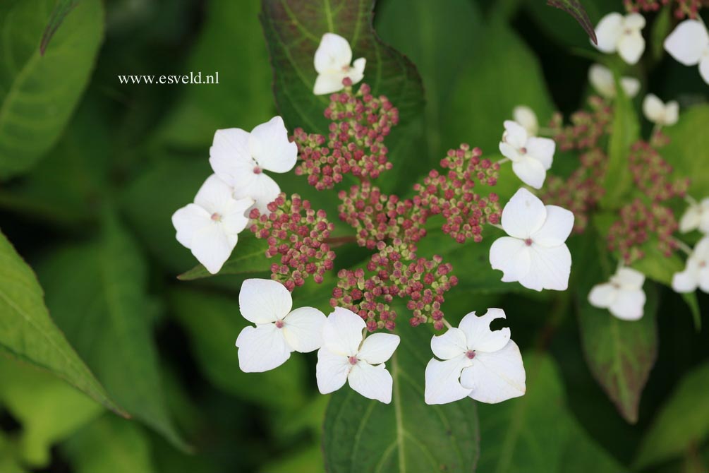 Hydrangea serrata 'Odoriko amacha'