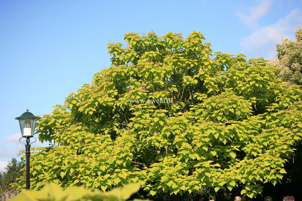 Catalpa bignonioides 'Aurea'