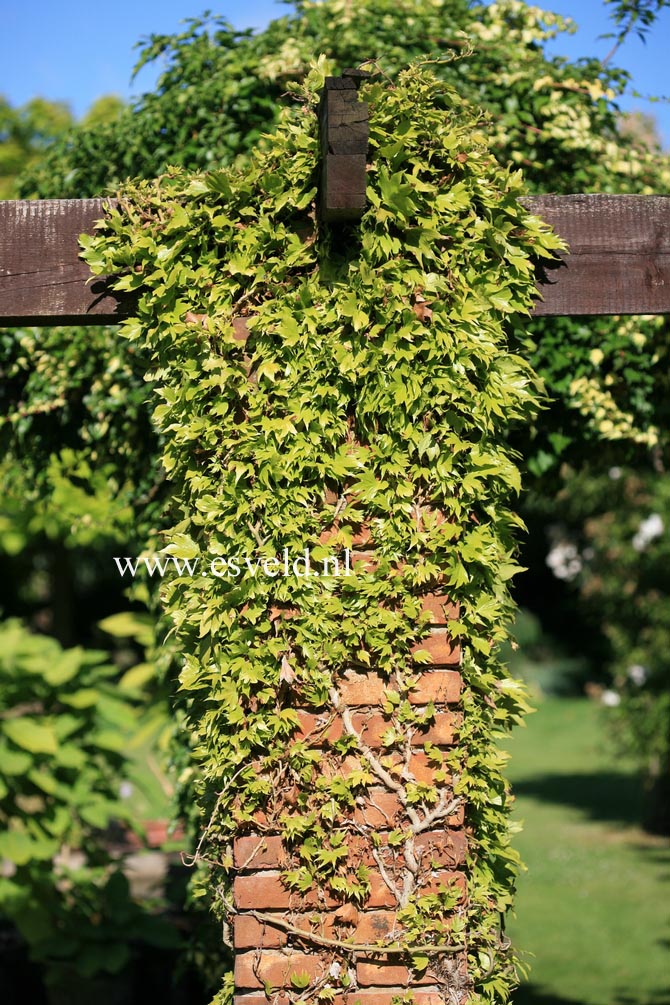 Parthenocissus tricuspidata 'Minutifolia'