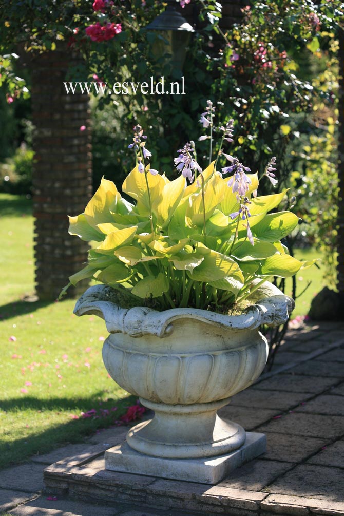 Hosta 'Sum and Substance'