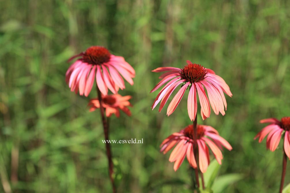 Echinacea purpurea