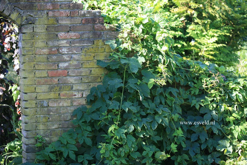 Humulus lupulus