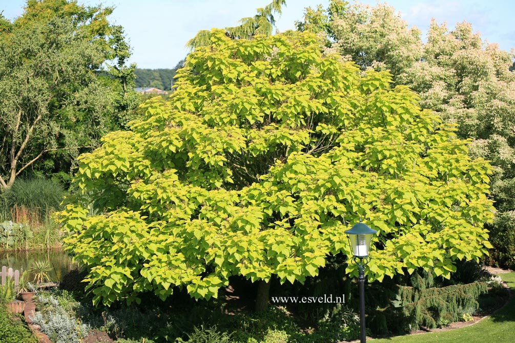 Catalpa bignonioides 'Aurea'