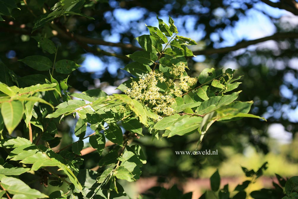 Ailanthus altissima