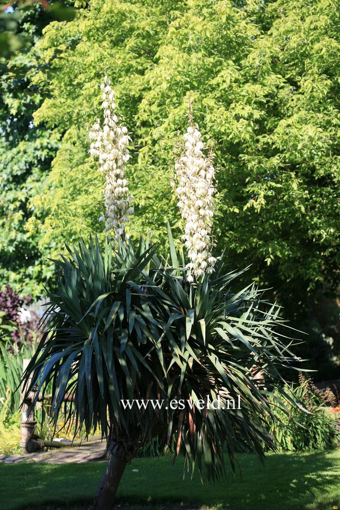 Yucca filamentosa