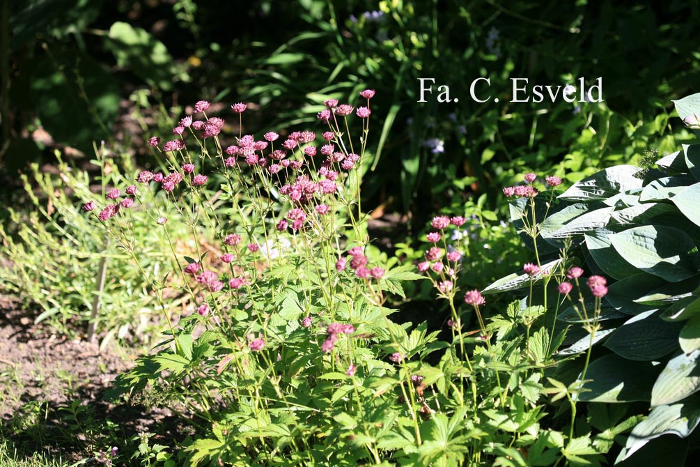 Astrantia major 'Hadspen Blood'