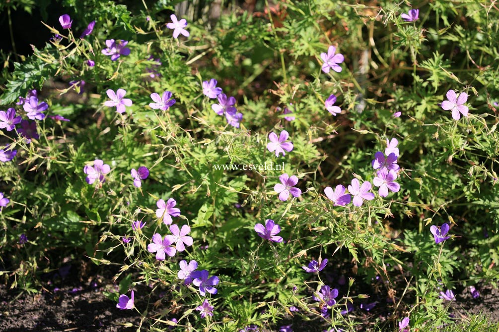 Geranium 'Nimbus'