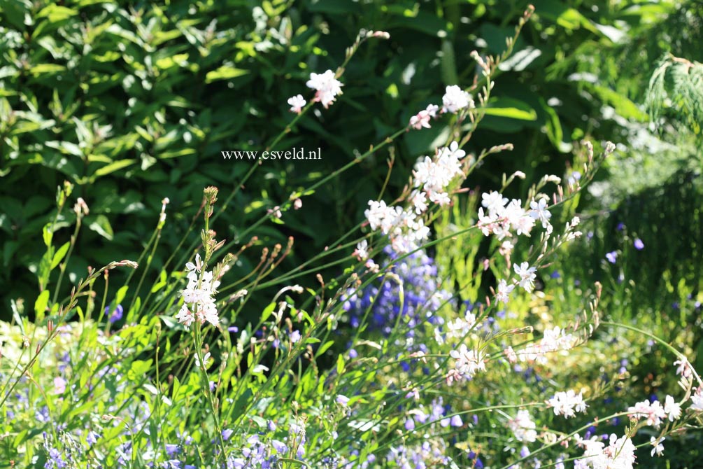 Gaura lindheimeri