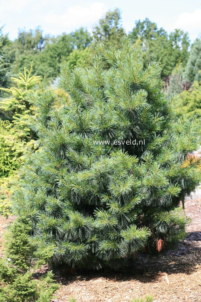 Pinus wallichiana 'Nana'