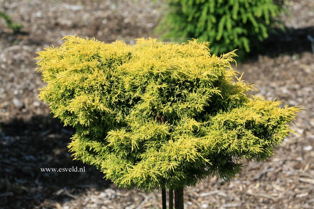 Juniperus pfitzeriana 'Gold Star'