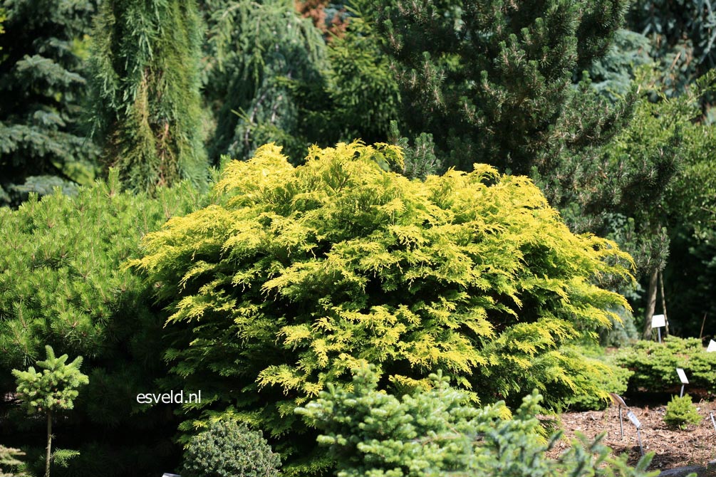 Chamaecyparis obtusa 'Kerdalo'