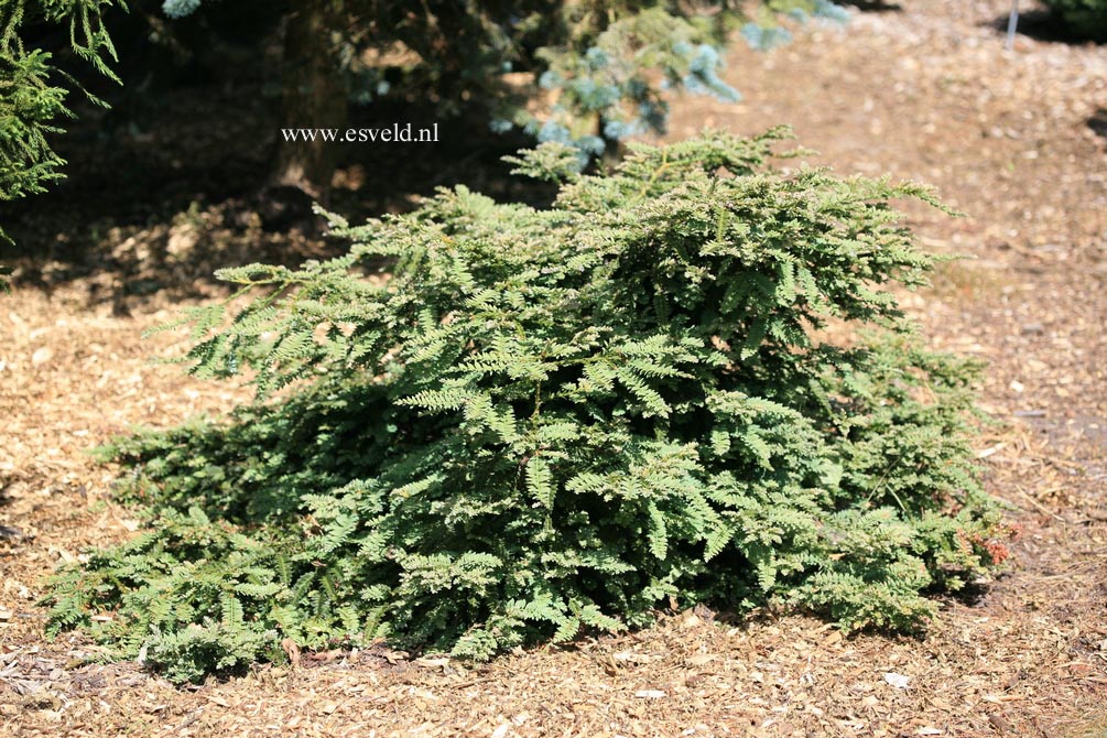 Sequoia sempervirens 'Prostrata'