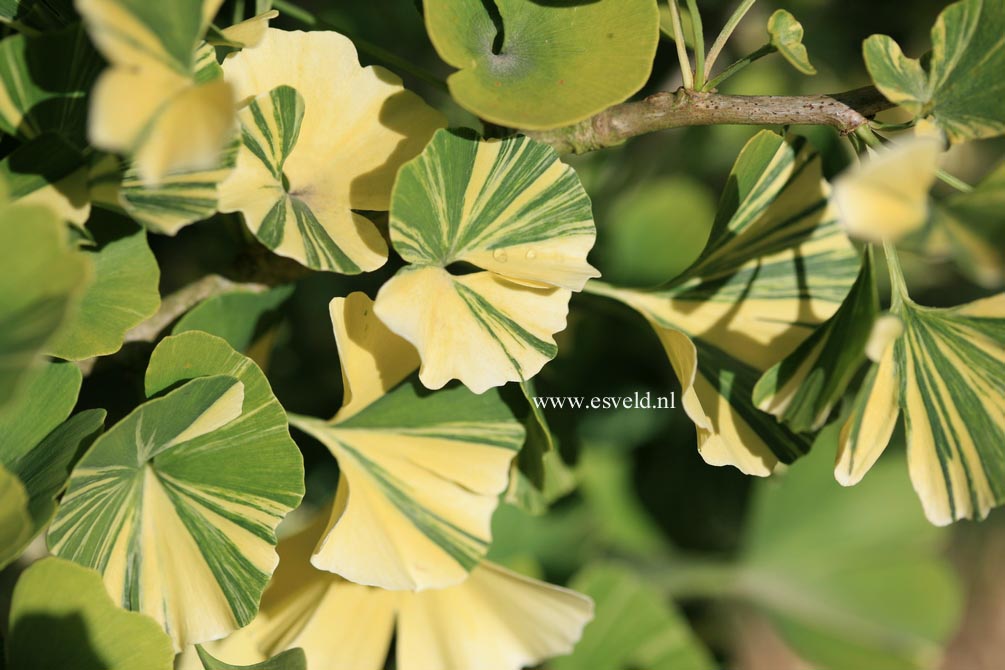 Ginkgo biloba 'Variegata'