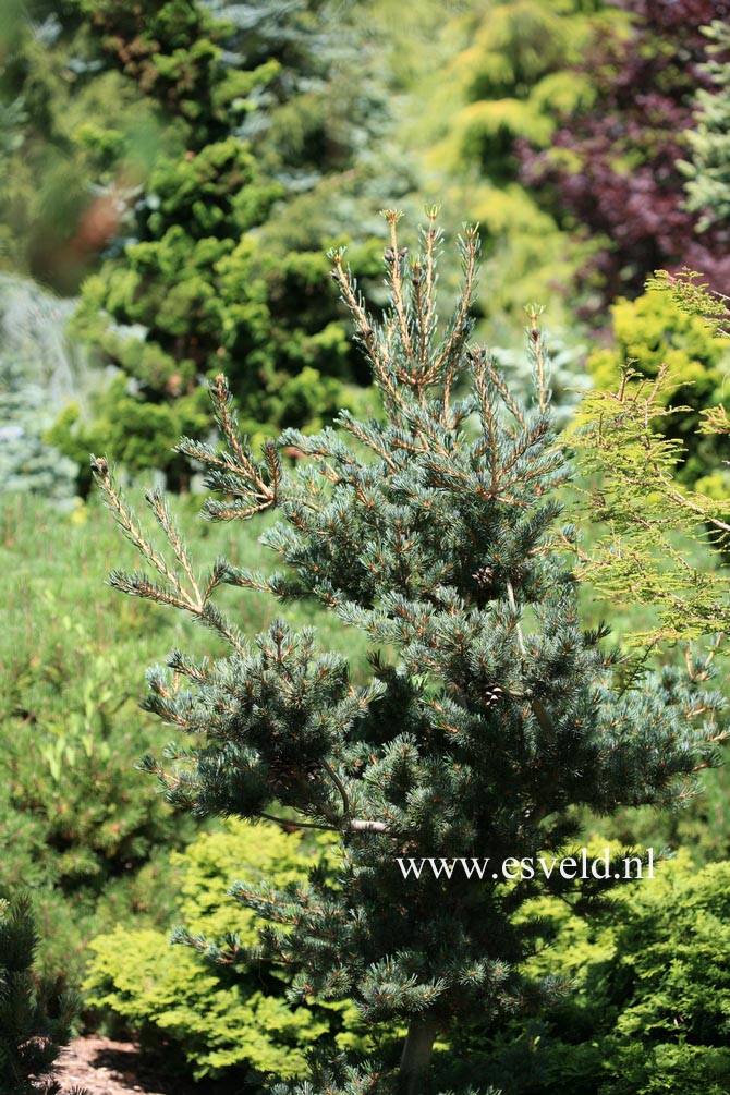 Pinus parviflora 'Kokonoe'