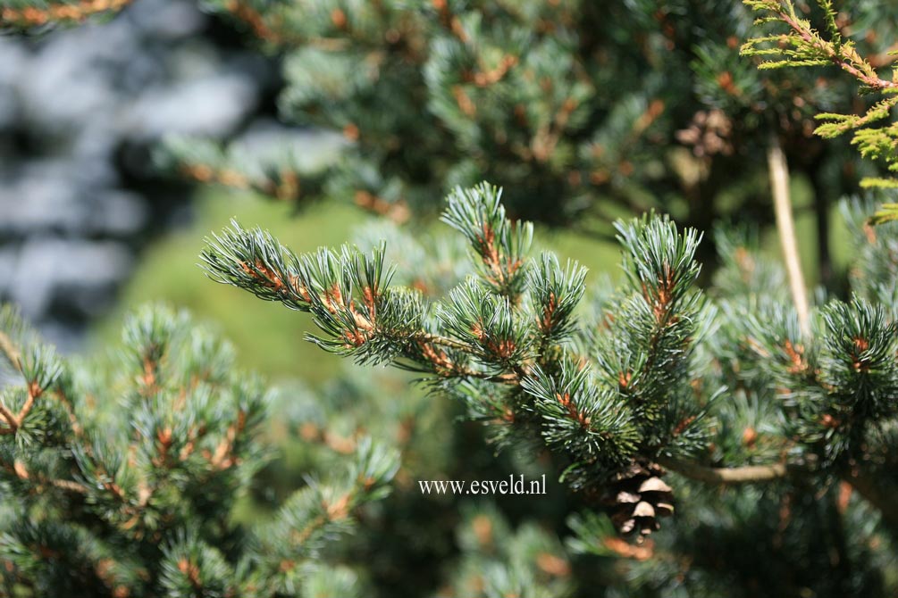 Pinus parviflora 'Kokonoe'