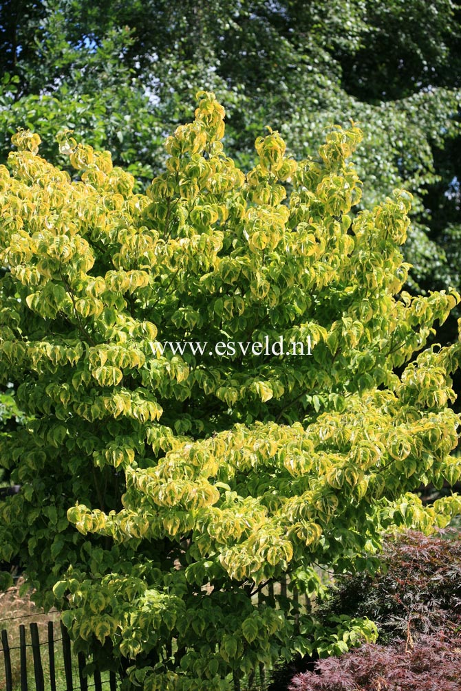 Cornus florida 'Rainbow'