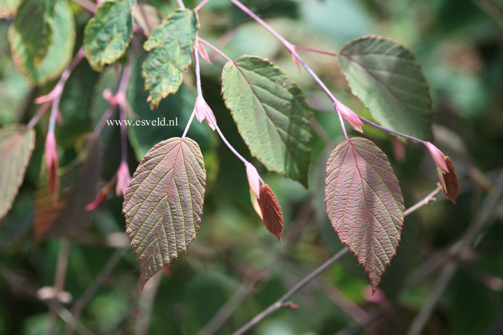 Corylopsis sinensis 'Spring Purple'