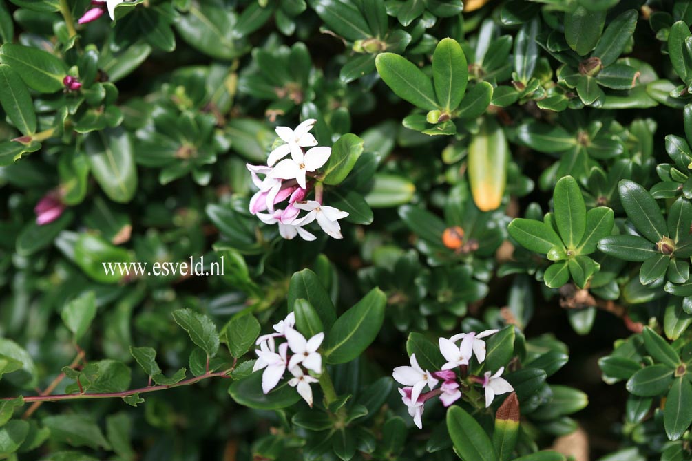 Daphne tangutica, Retusa group