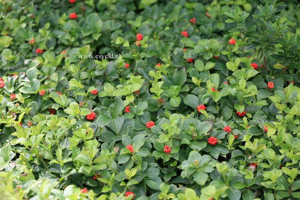 Cornus canadensis