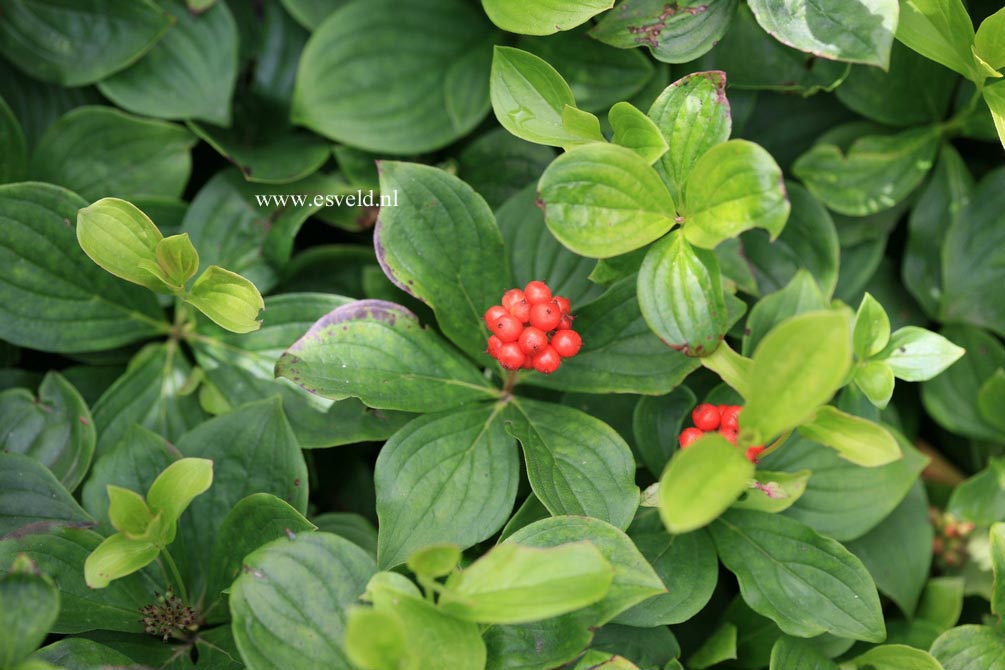 Cornus canadensis