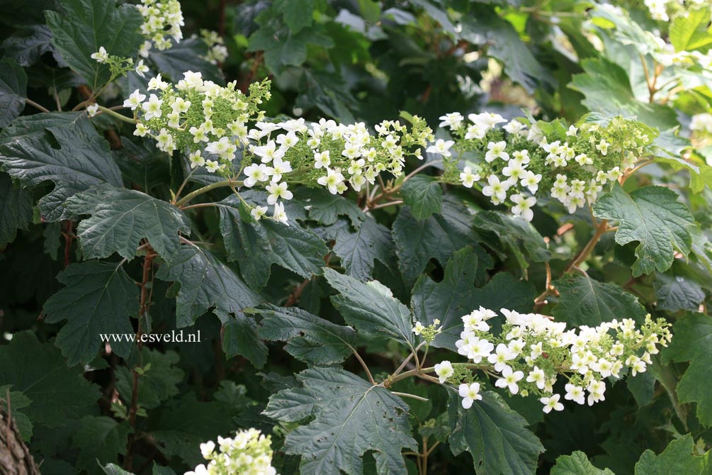 Hydrangea quercifolia 'Brido' (SNOWFLAKE)