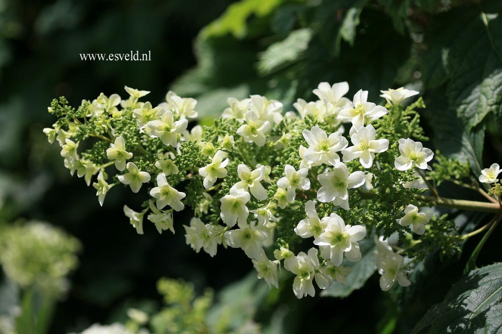 Hydrangea quercifolia 'Brido' (SNOWFLAKE)