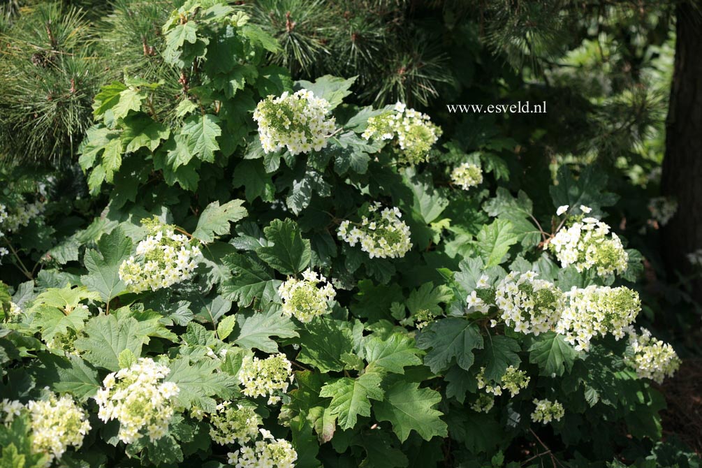 Hydrangea quercifolia 'Brido' (SNOWFLAKE)