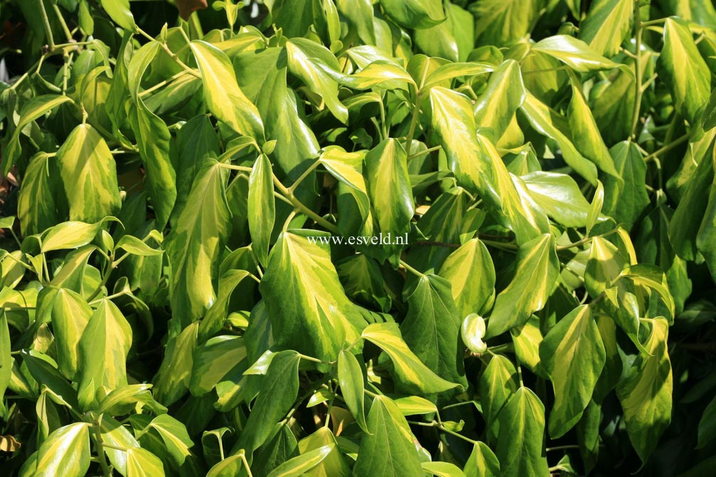 Hedera colchica 'Sulphur Heart'