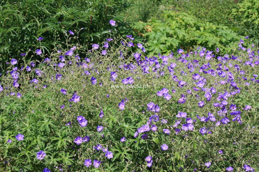 Geranium 'Orion'