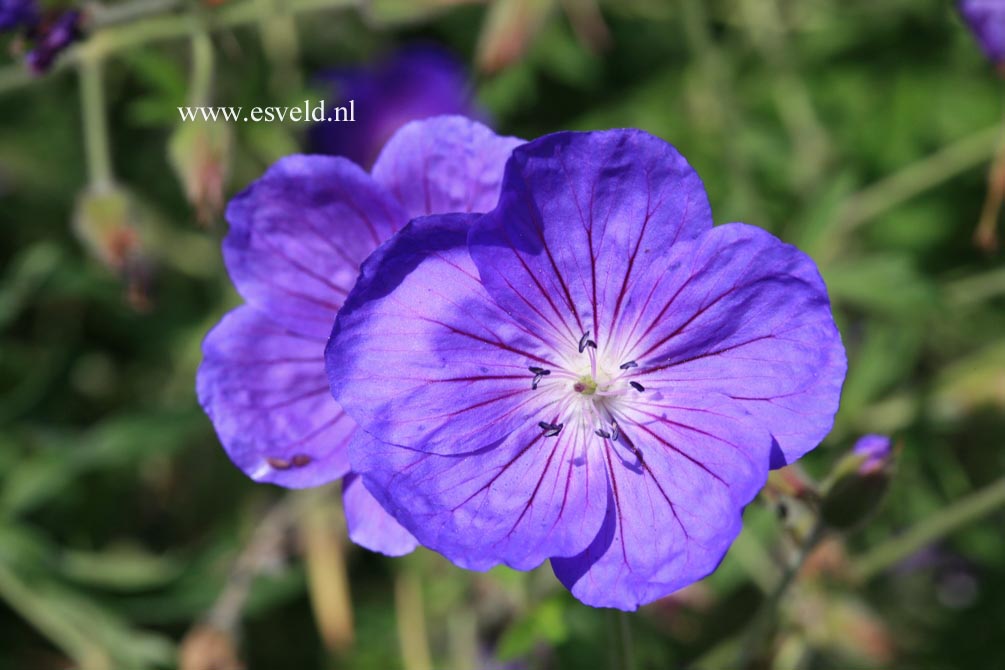 Geranium 'Orion'