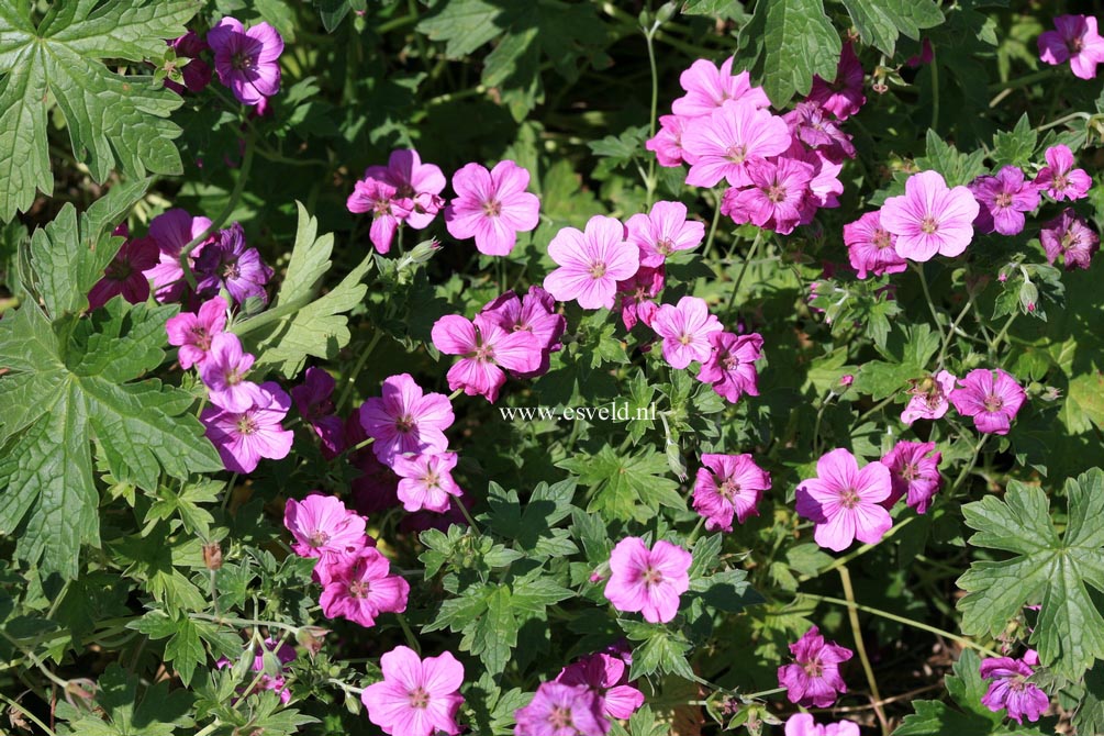 Geranium riversleaianum 'Russell Prichard'