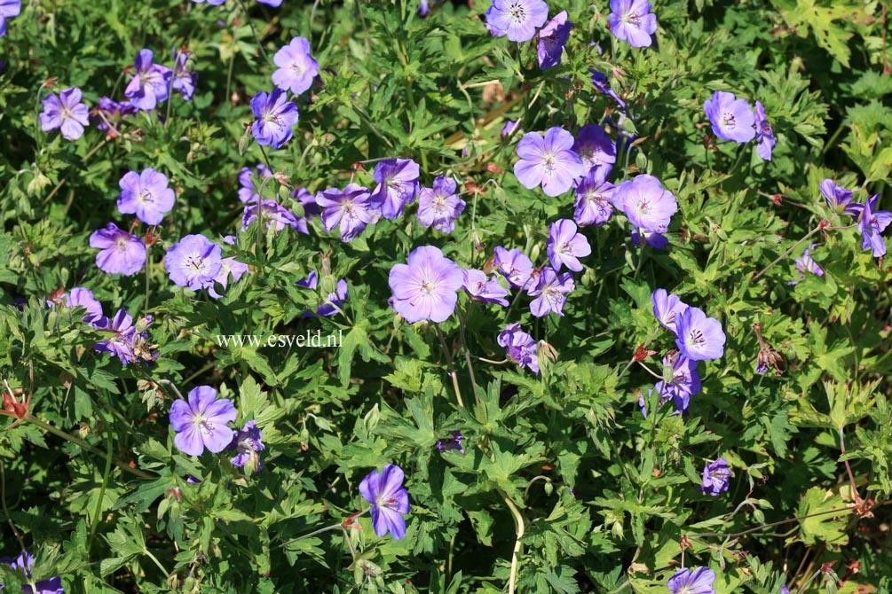 Geranium 'Jolly Bee'