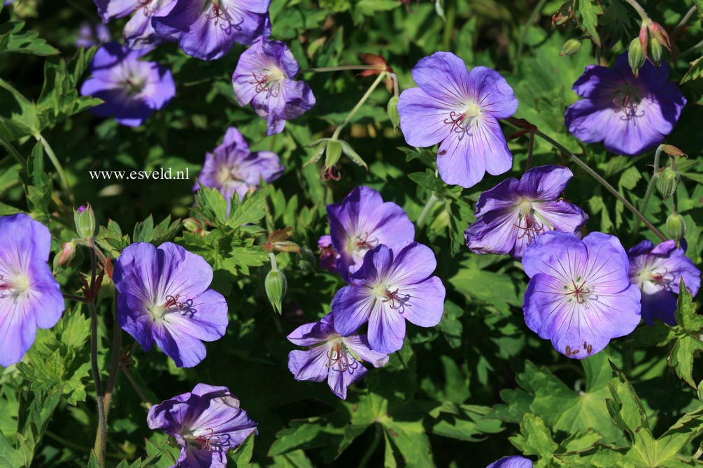 Geranium 'Jolly Bee'