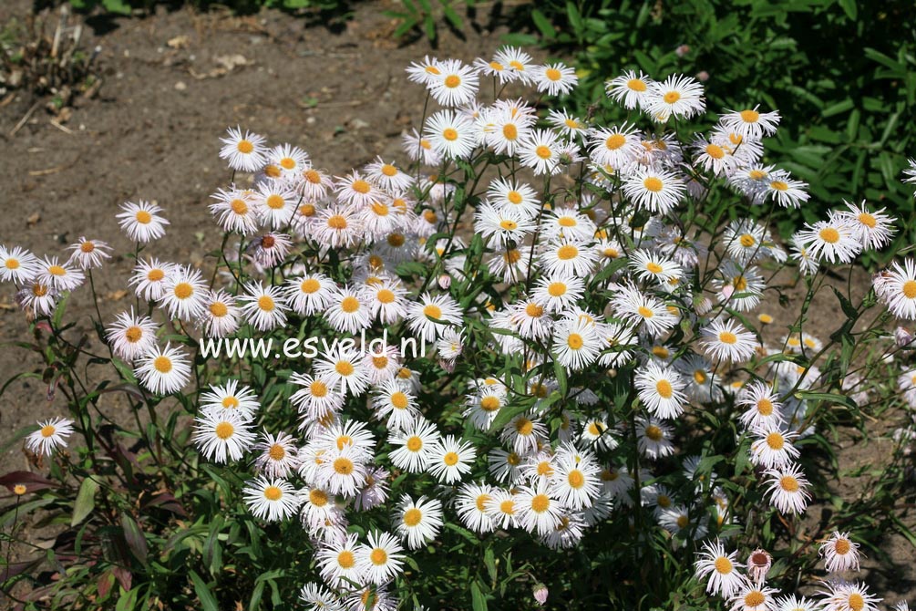 Erigeron 'Sommerneuschnee'