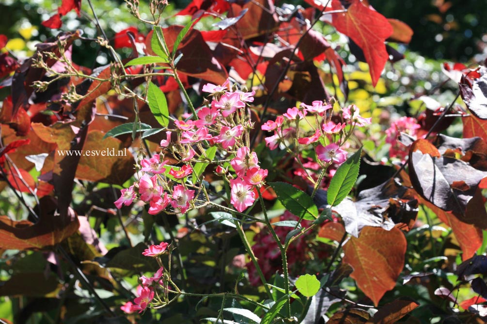 Cercis canadensis 'Forest Pansy'