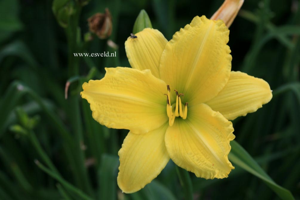 Hemerocallis 'Green Flutter'