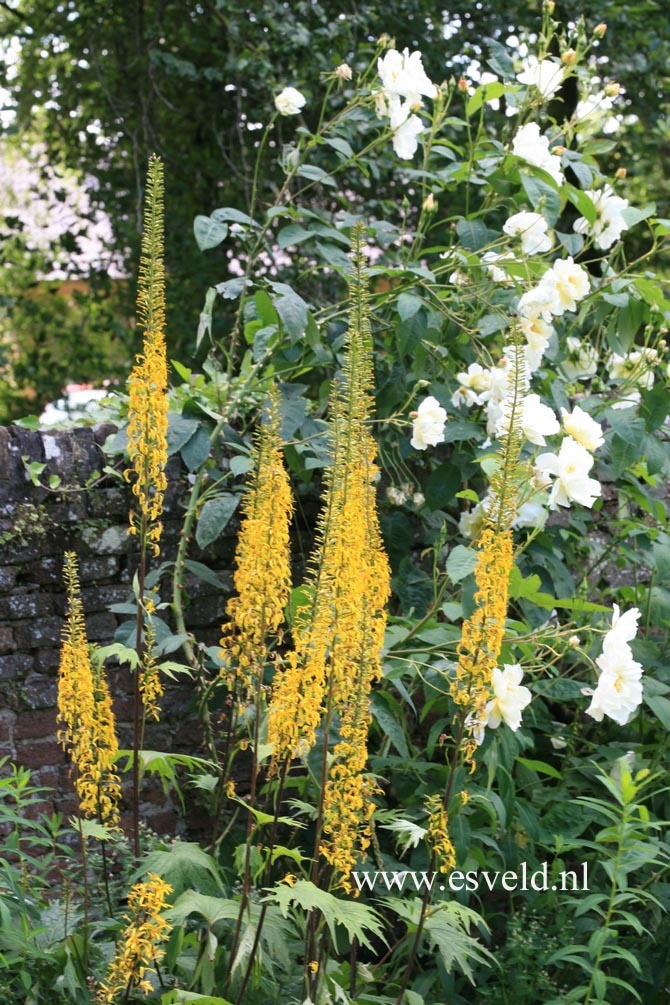 Ligularia przewalskii