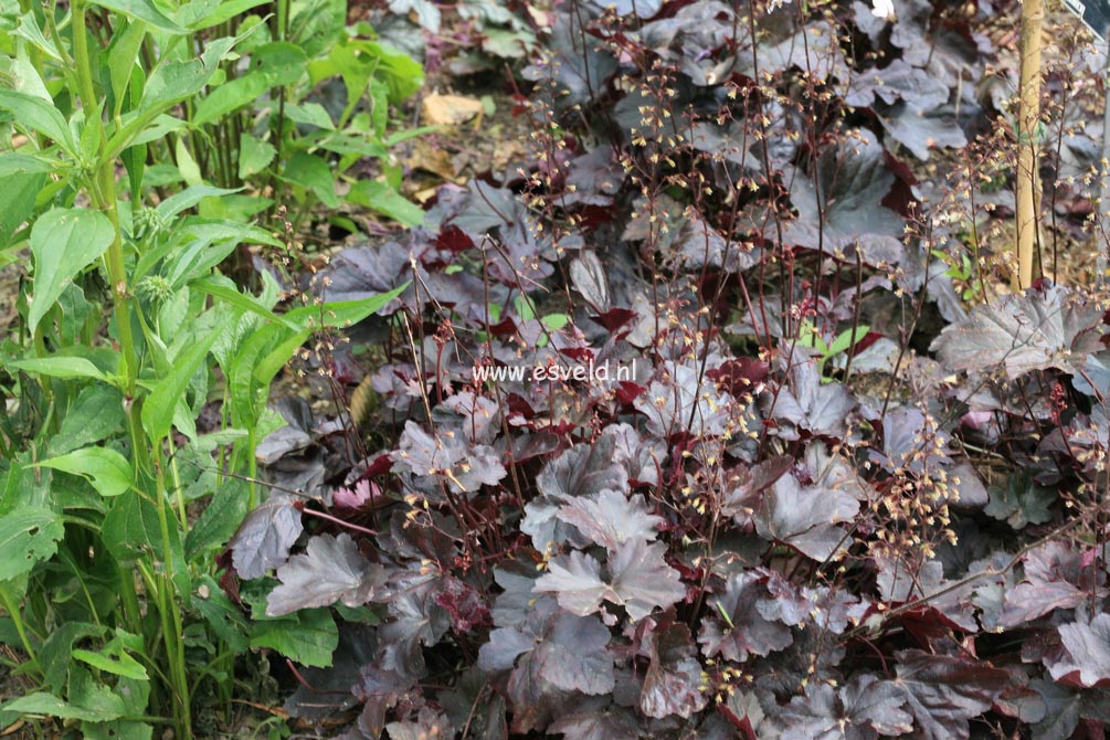 Heuchera 'Obsidian'