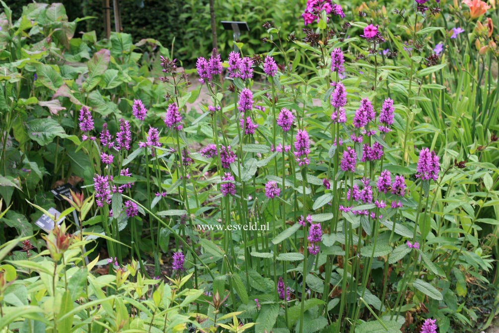 Stachys monnieri 'Hummelo'