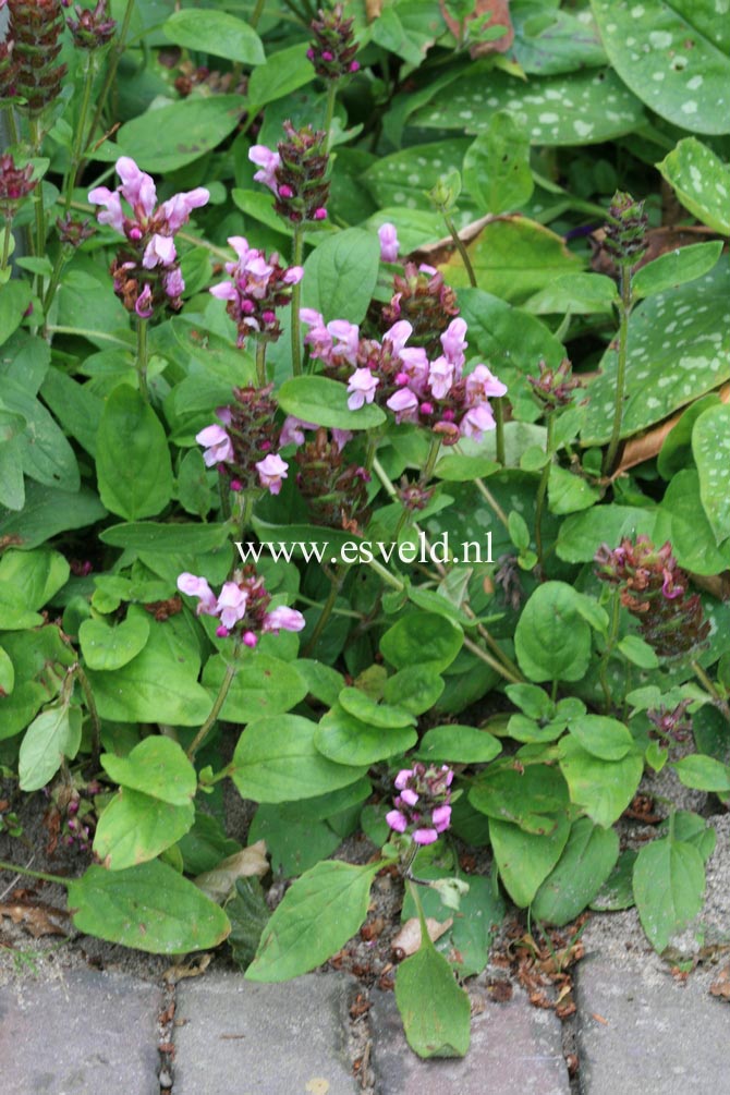 Prunella webbiana 'Rosea'