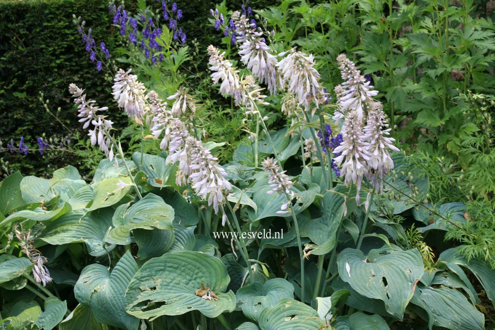 Hosta 'Blue Angel'