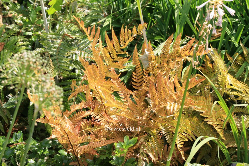 Dryopteris erythrosora