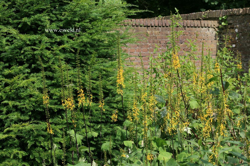 Ligularia stenocephala 'The Rocket'