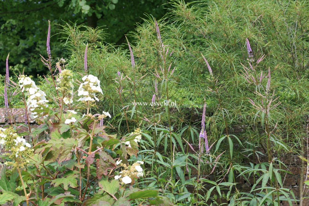 Veronicastrum virginicum 'Fascination'