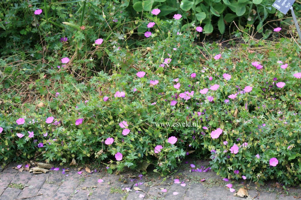 Geranium sanguineum 'Max Frei'