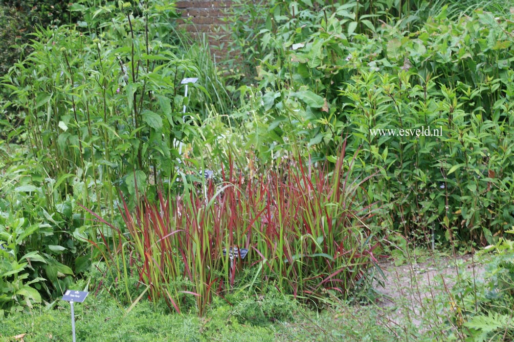 Imperata cylindrica 'Red Baron'