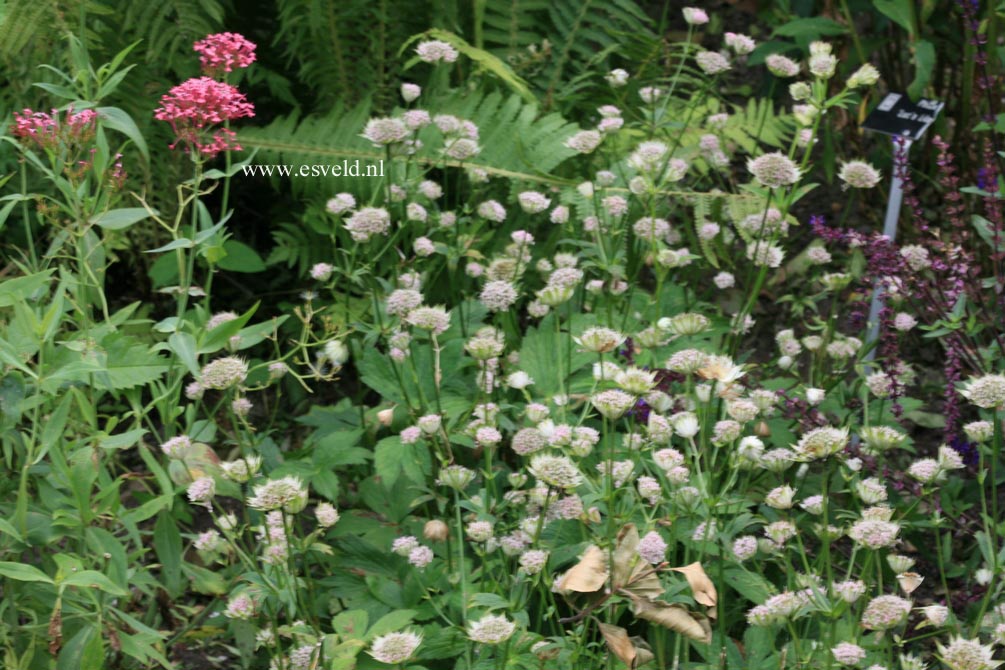 Astrantia 'Buckland'