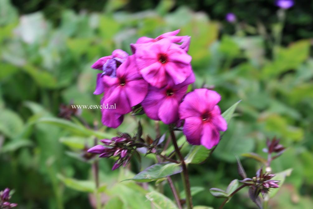 Phlox paniculata 'Duesterlohe'